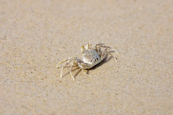 Ghost Crab — Stock Photo, Image