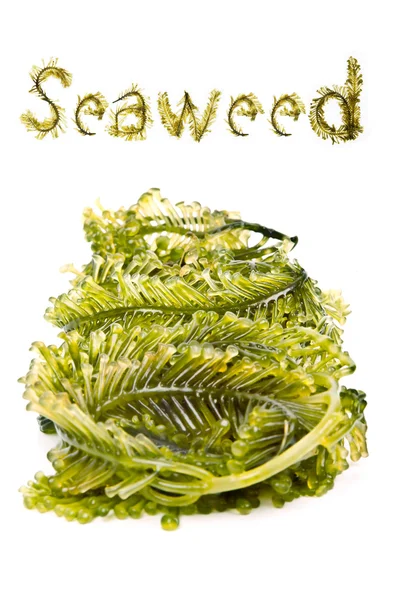 Seaweed — Stock Photo, Image