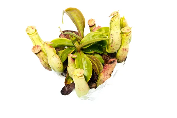 Carnivorous plant — Stock Photo, Image