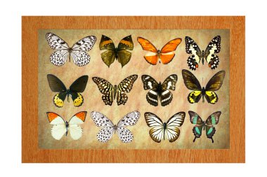 çerçeve içinde kelebekler