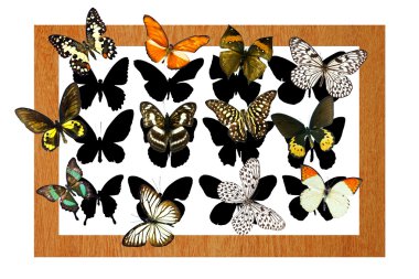 çerçeve içinde kelebekler