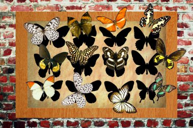 çerçeve içinde kelebekler