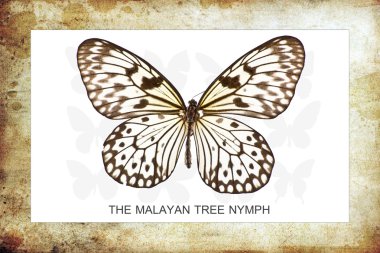 çerçeve içinde kelebekler