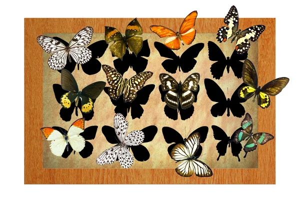 Πεταλούδες στο πλαίσιο — Φωτογραφία Αρχείου