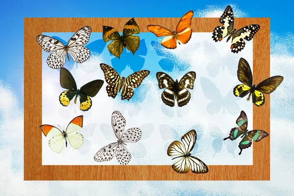 Метелики в рамці — стокове фото