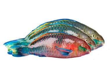 Parrot fish clipart