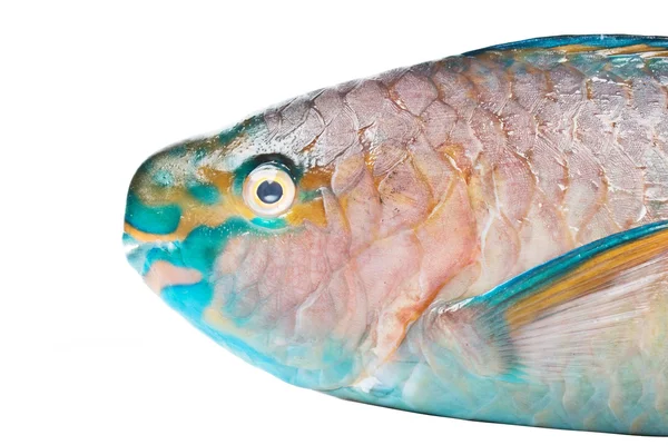 Ψάρια από τη θάλασσα Andaman — Φωτογραφία Αρχείου