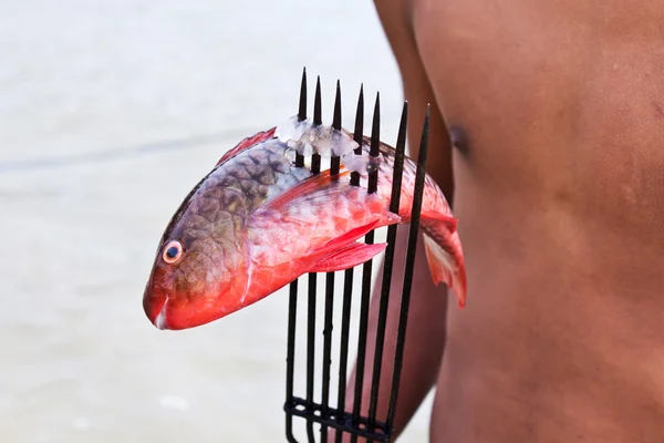 Морские цыгане и андаманские рыбы — стоковое фото