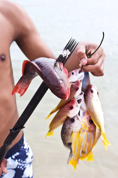 Sea zigenare och andaman fisk — Stockfoto