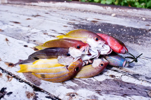 Fishes from Andaman sea — Stock Photo, Image