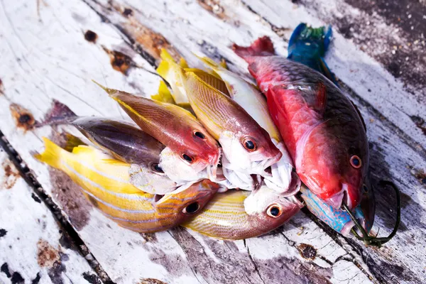 Fiskar från Andamansjön — Stockfoto