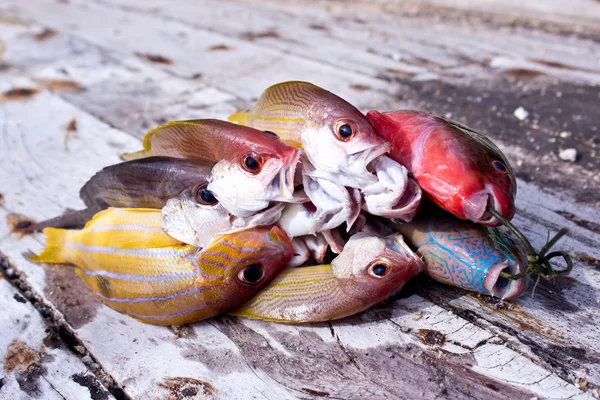 Fishes from Andaman sea — Stock Photo, Image