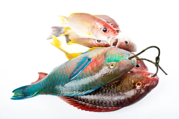 Parrot fish — Stock Photo, Image