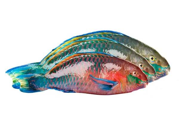 Ψάρια παπαγάλο — Φωτογραφία Αρχείου