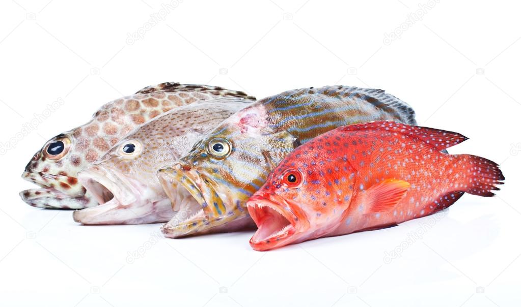 Fishes from Andaman sea