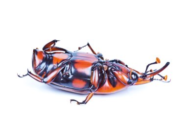 Sago palmiye Weevil'ı