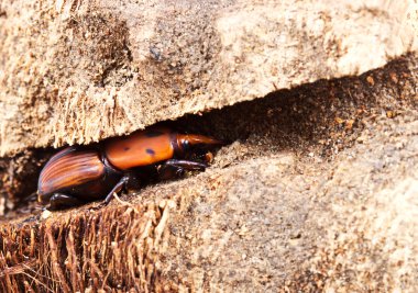 Sago palmiye Weevil'ı