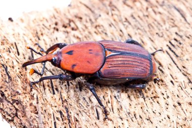 Sago palmiye Weevil'ı
