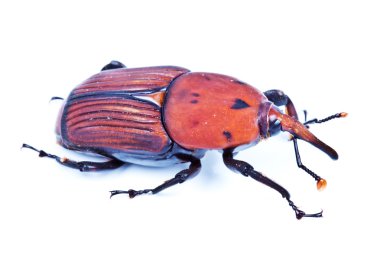 Sago palmiye Weevil'ı