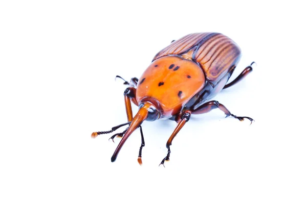 Sago palmiye Weevil'ı — Stok fotoğraf