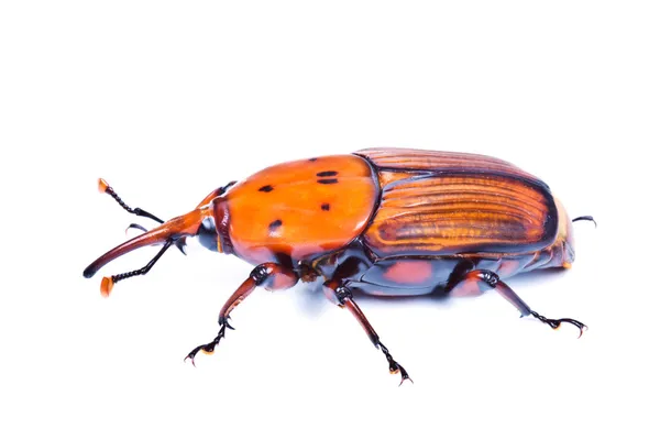 Sago palm weevil — Stockfoto