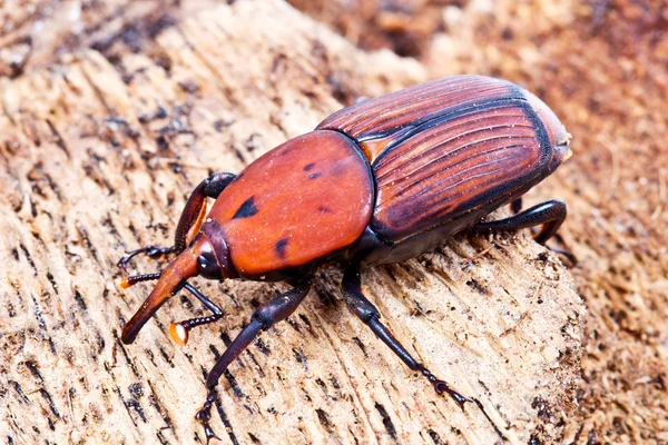 Sago palma weevil — Foto de Stock