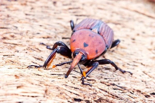 Sago palmiye Weevil'ı. — Stok fotoğraf