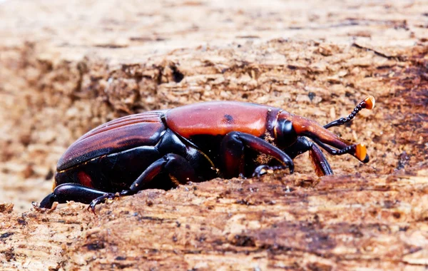 Sago palm weevil — Stockfoto