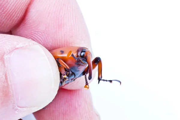 Ságo palm weevil — Stock fotografie