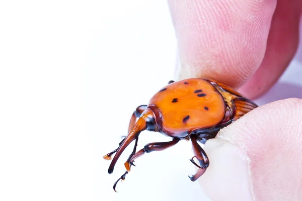 Sago palmiye Weevil'ı — Stok fotoğraf