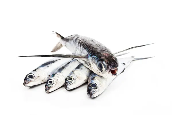 Flying fish — Stock Photo, Image