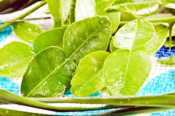 Folhas de limão Kaffir — Fotografia de Stock