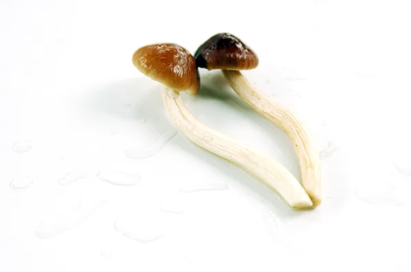 Honey mushroom — Stockfoto