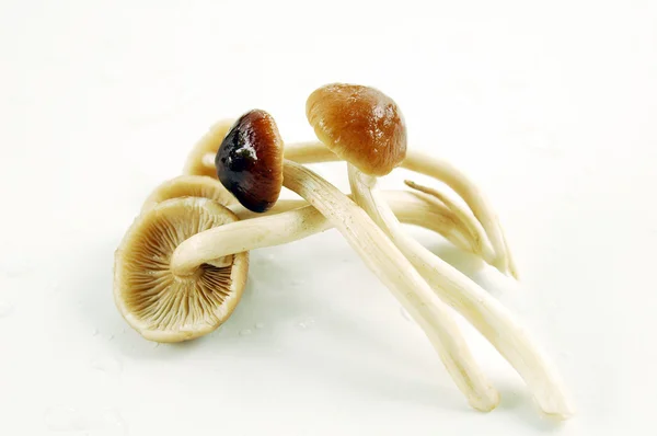 Honey mushroom — Stockfoto