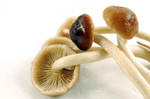 Honey mushroom — Stockfoto