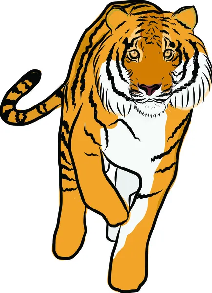 Vector de tigre dibujado a mano — Vector de stock