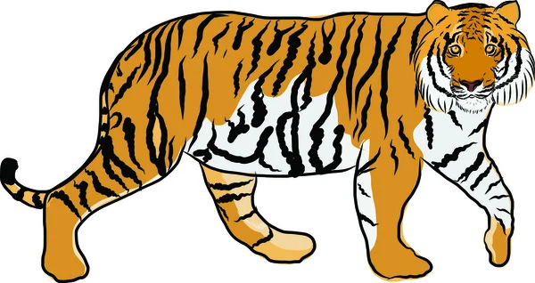 Hand drawn tiger vector — Stock Vector