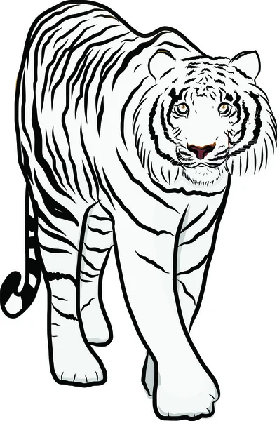 Vector de tigre dibujado a mano — Archivo Imágenes Vectoriales