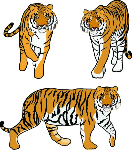 Hand drawn tiger vector — Stock Vector