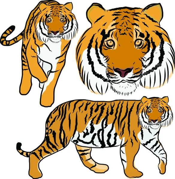 Hand drawn tiger vector — Stock Vector