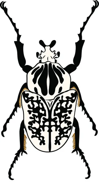 Goliathus regius beetle — Stock Vector