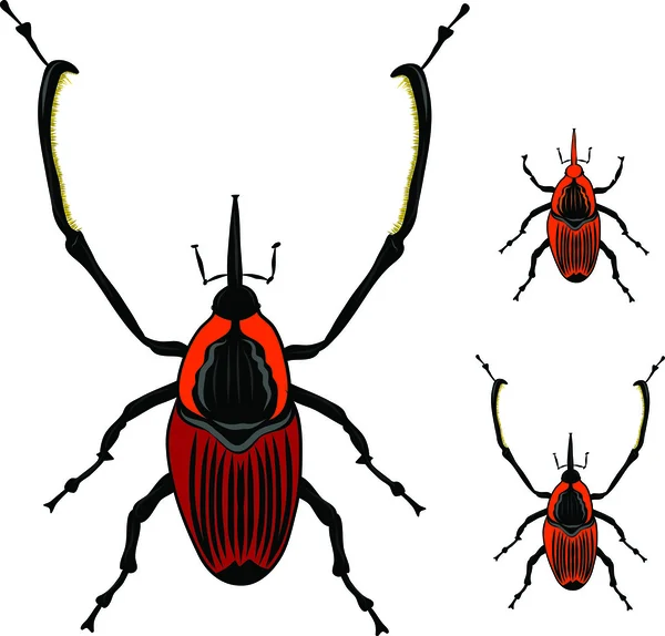 Beetle Silhouettes — Stock Vector