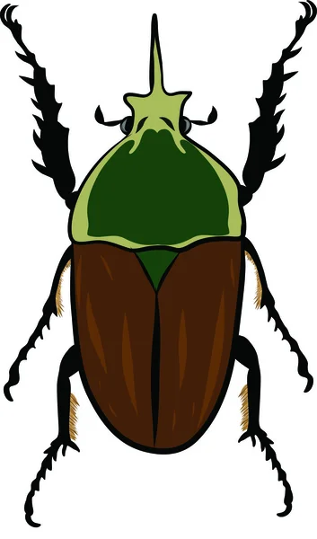 Goliathus regius kever — Stockvector