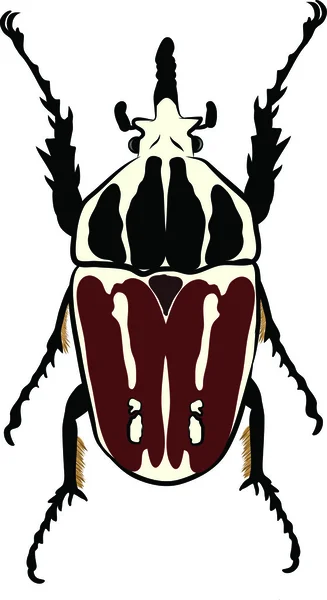 Escarabajo Goliathus regius — Vector de stock