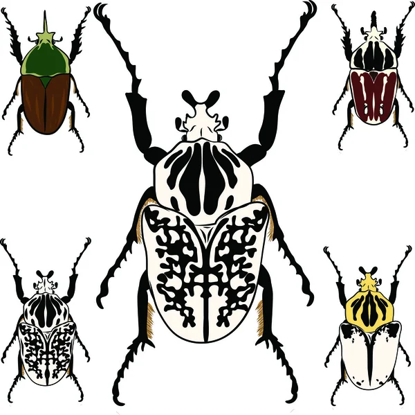 Goliathus regius scarabée — Image vectorielle