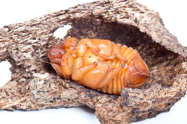 Χρυσαλλίδα καρύδας ιαπωνικό σκαθάρι ρινόκερος — Φωτογραφία Αρχείου