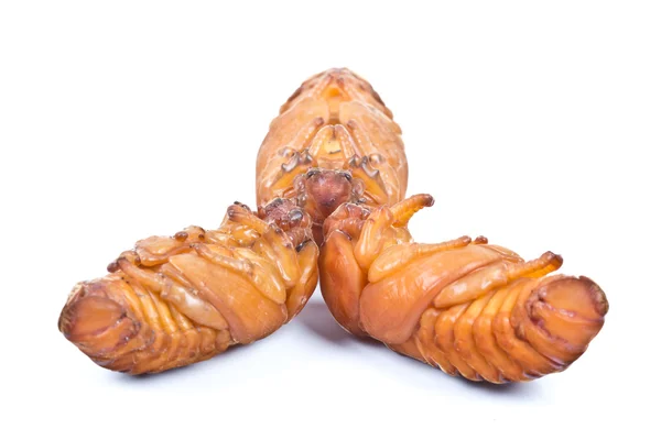 Pupa of coconut rhinoceros beetle — Stock Photo, Image