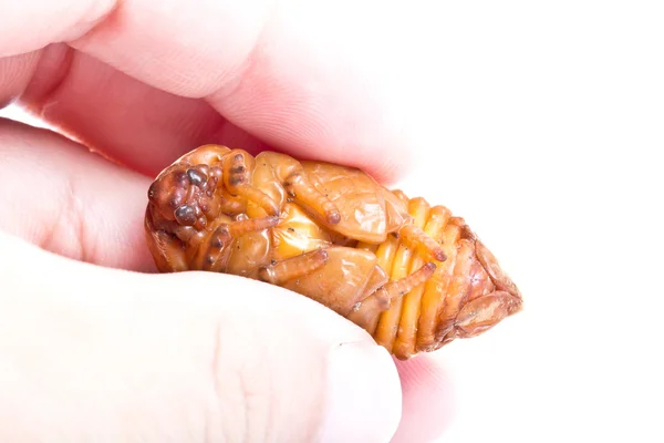 Χρυσαλλίδα καρύδας ιαπωνικό σκαθάρι ρινόκερος — Φωτογραφία Αρχείου