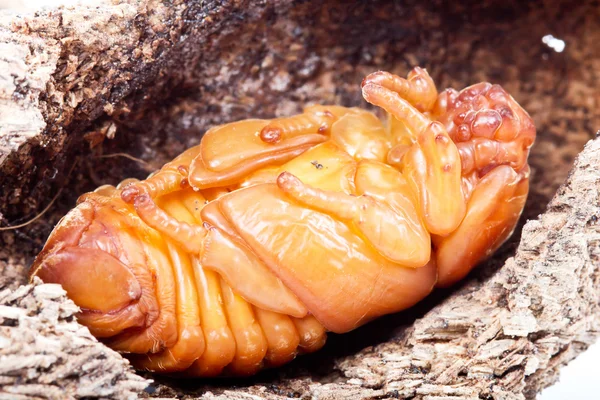 Pupa dari badak kelapa kumbang — Stok Foto