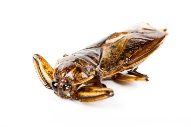 Çıtır çıtır kızarmış böcekler